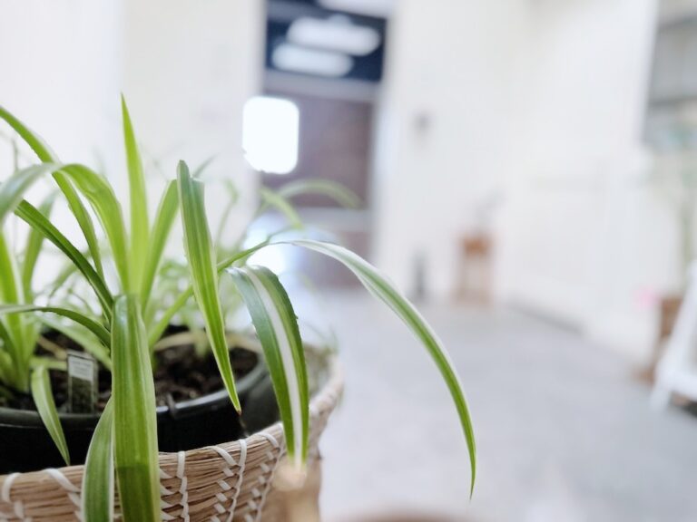 Our Yoga Space Kelowna - plants